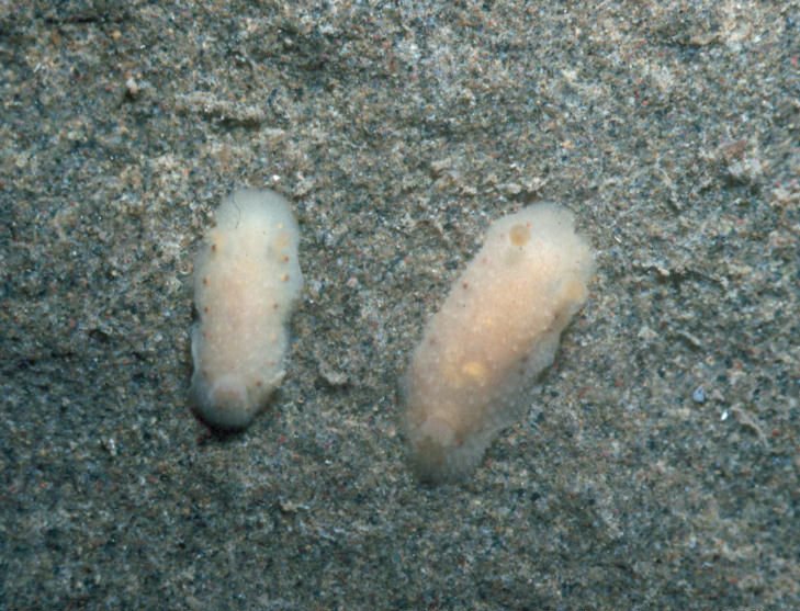 Cadlina sparsa